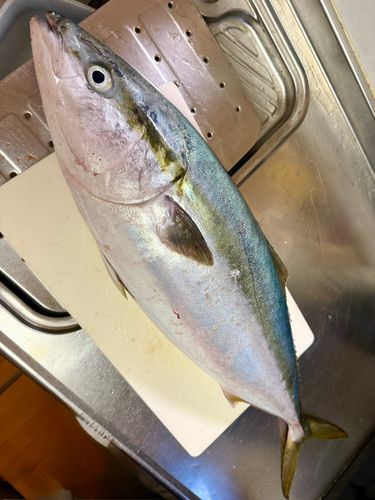 ブリの釣果