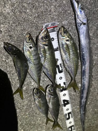 アジの釣果