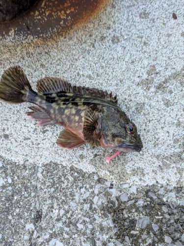 ガシラの釣果
