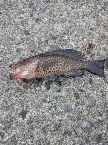 オオモンハタの釣果