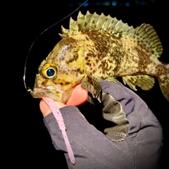 ムラソイの釣果