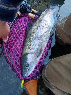 ニジマスの釣果