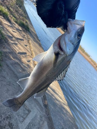 フッコ（ヒラスズキ）の釣果