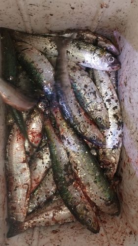マイワシの釣果