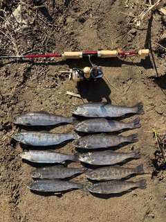 ヤマメの釣果