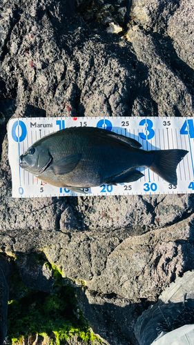 メジナの釣果