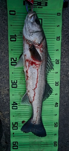 シーバスの釣果