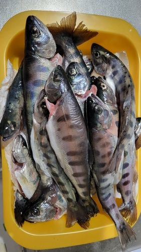 ヤマメの釣果