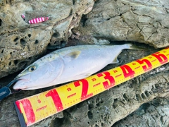 ハマチの釣果