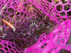 ヤマメの釣果
