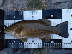 スモールマウスバスの釣果