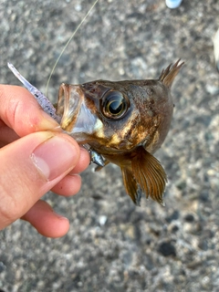 アカメバルの釣果