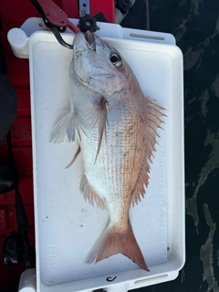 アコウの釣果
