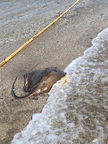 アカエイの釣果