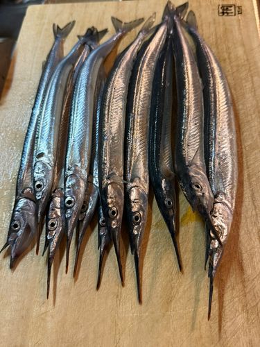 サヨリの釣果