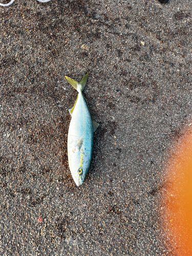 ツバスの釣果