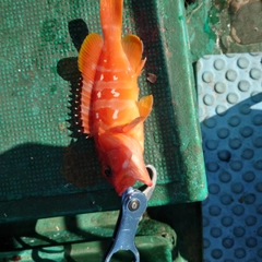 アカハタの釣果