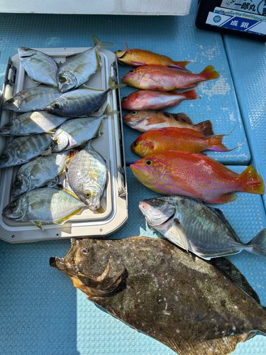 カイワリの釣果