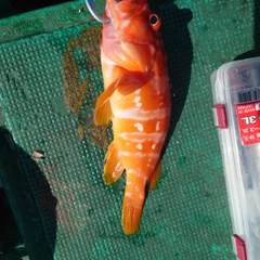 アカハタの釣果