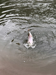 ニジマスの釣果