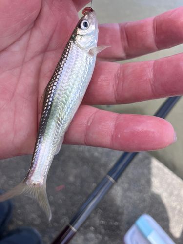 ホンモロコの釣果