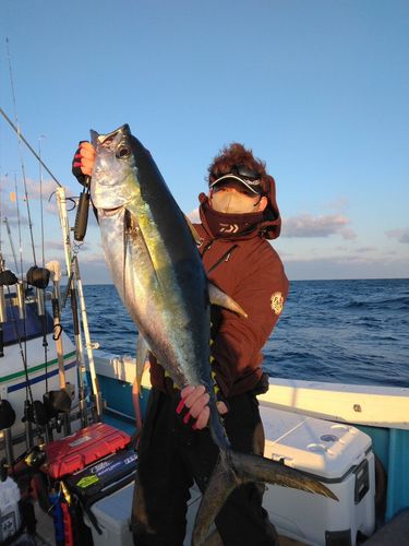 キハダマグロの釣果
