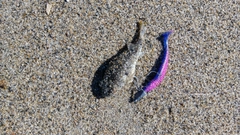 クサフグの釣果