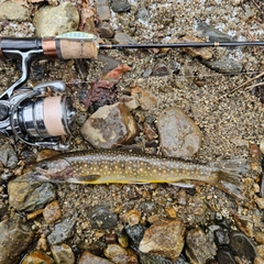 イワナの釣果