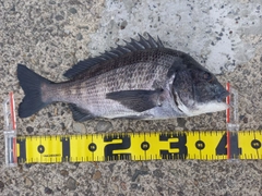 クロダイの釣果