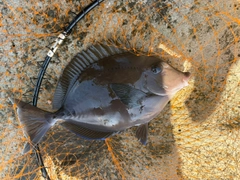 サンノジの釣果