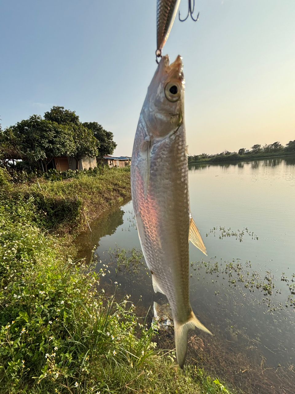 SHIMANO 19フリーゲーム XT S610LSの最安値・インプレ・釣果 | 本音の