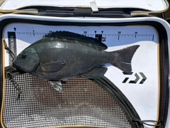 グレの釣果