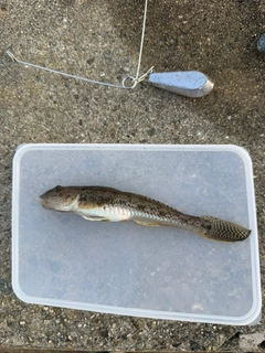 マコガレイの釣果
