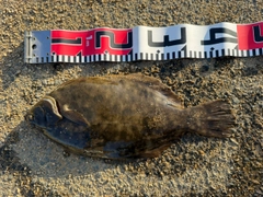 マコガレイの釣果