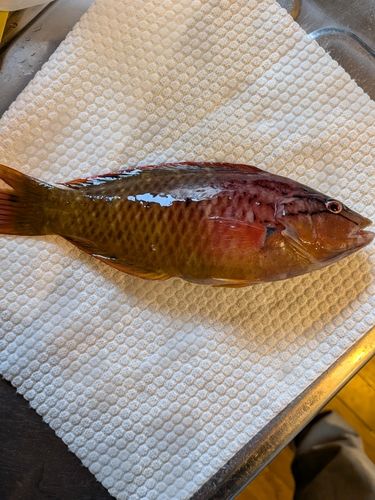 アカササノハベラの釣果