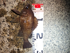 メバルの釣果