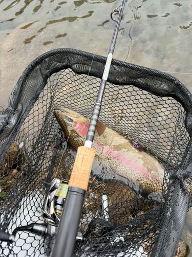 ニジマスの釣果