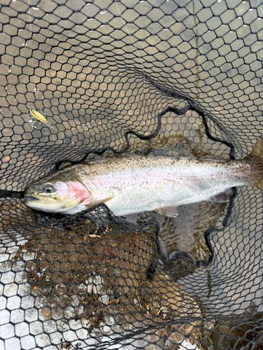 ニジマスの釣果