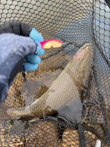 ニジマスの釣果