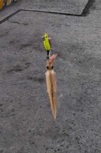 ササイカの釣果