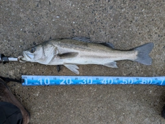 マルスズキの釣果