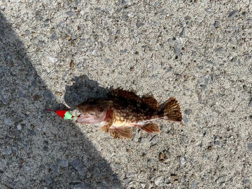 アラカブの釣果
