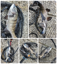 チヌの釣果