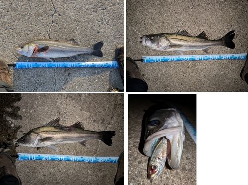 マルスズキの釣果