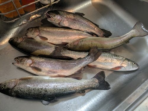 ニジマスの釣果