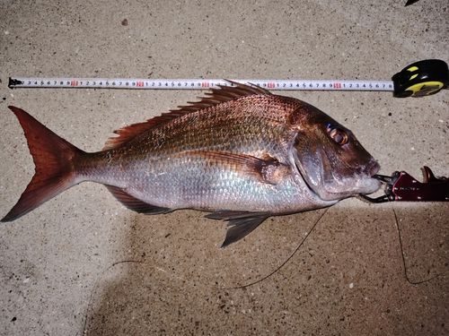 タイの釣果