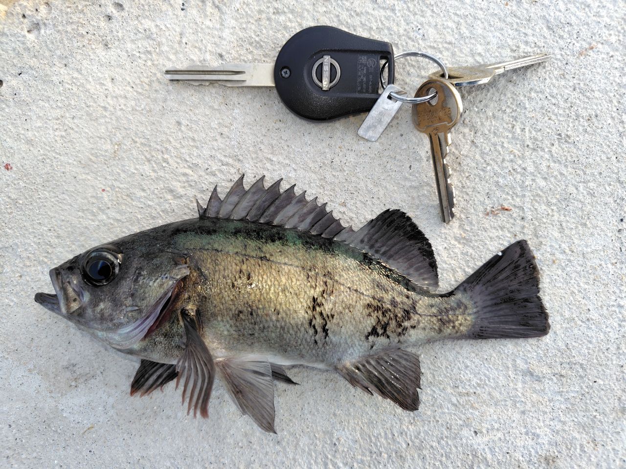 SHIMANO 21ソアレXR S64UL+-Sの最安値・インプレ・釣果 | 本音の口コミ