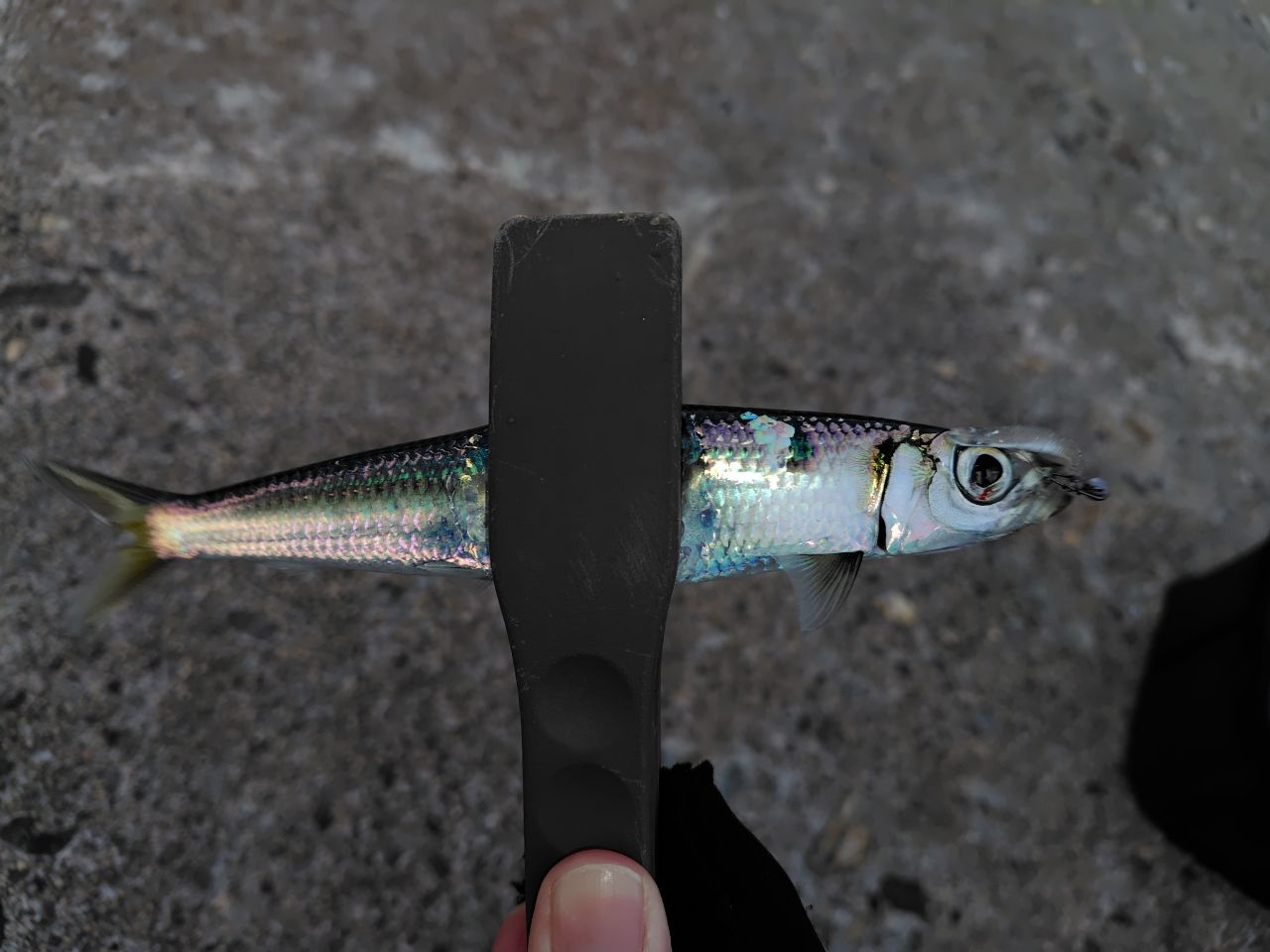 SHIMANO 21ソアレXR S64UL+-Sの最安値・インプレ・釣果 | 本音の口コミ