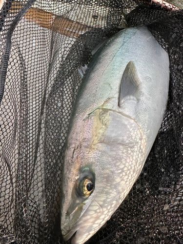 ワラサの釣果