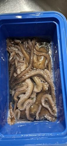 テナガダコの釣果